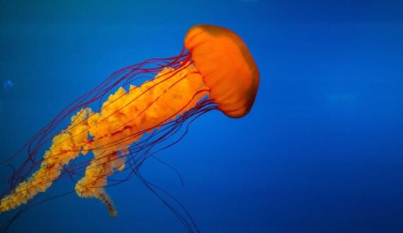 kapak-arac-klima-dezenfeksiyonu