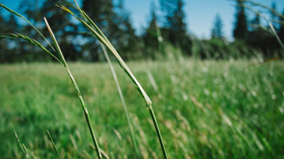 Genesis Özel Servis 18 1200x675 1